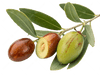Jojoba-olie